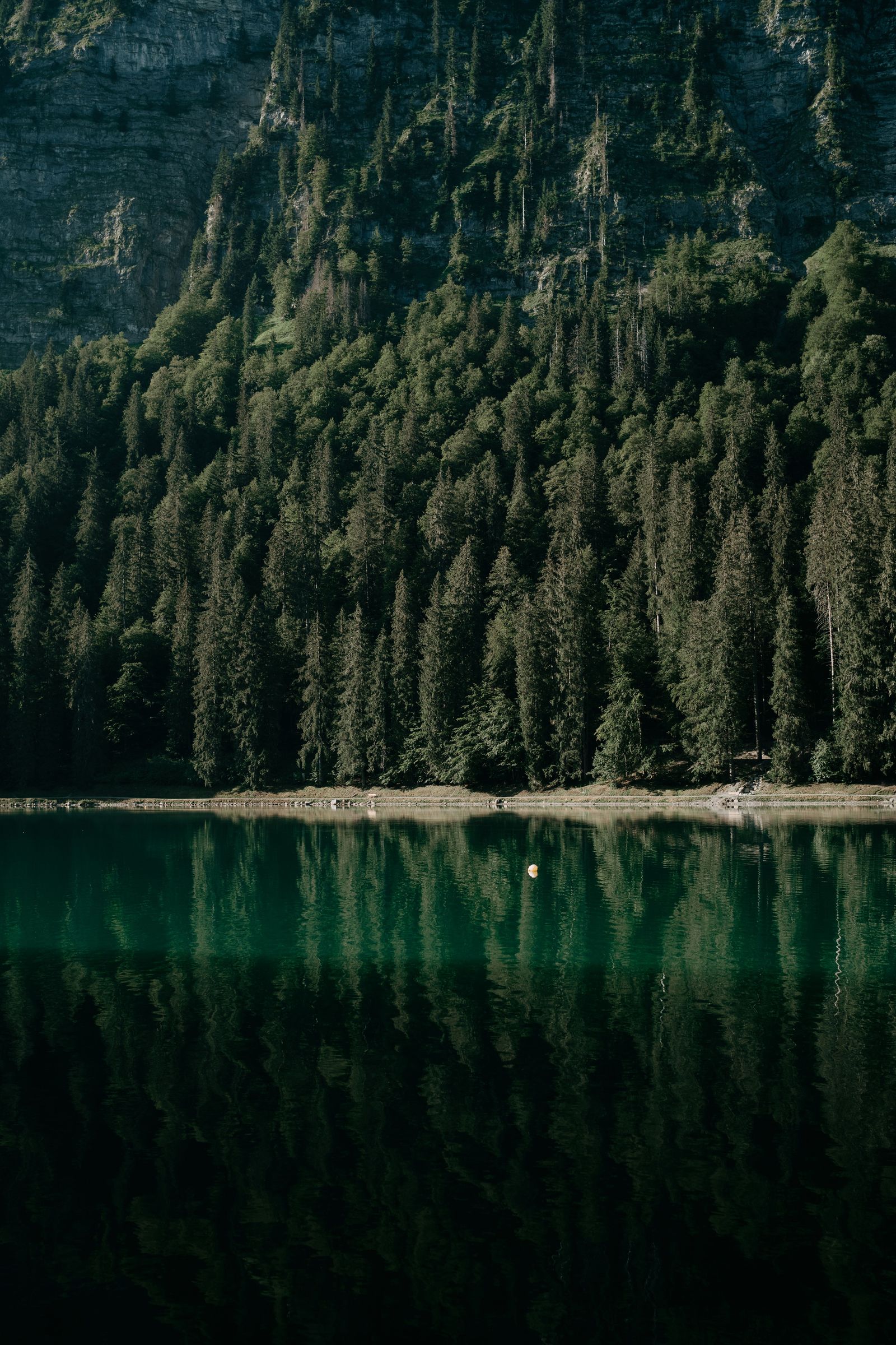 Forêt au bord d'un lac